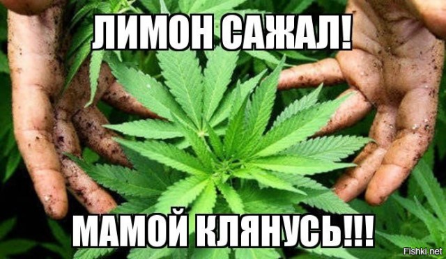 Просто про помидоры