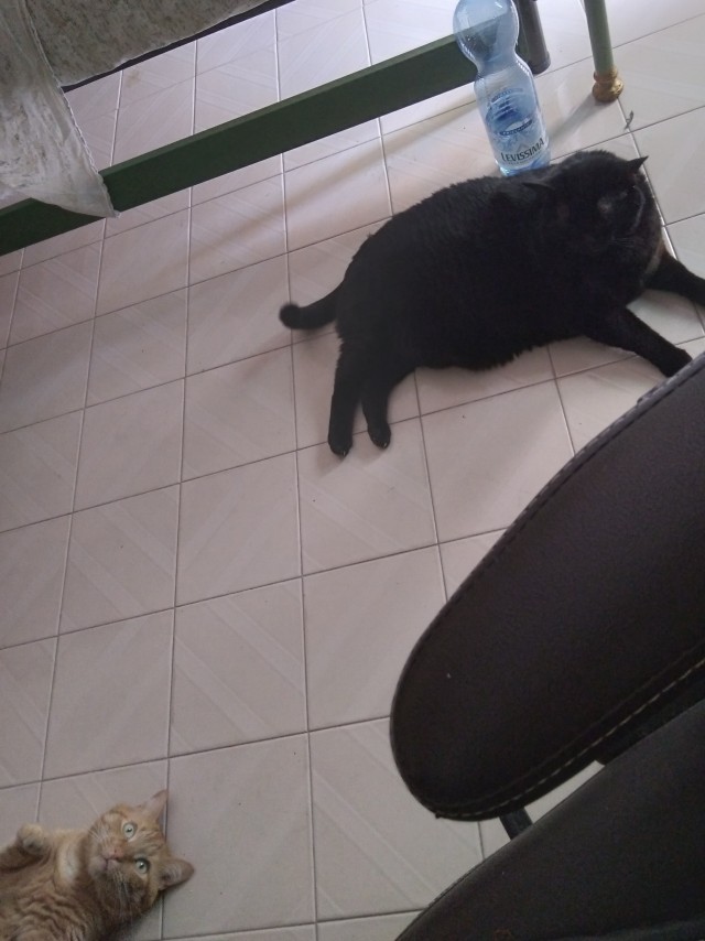 Начинаем котофторник?