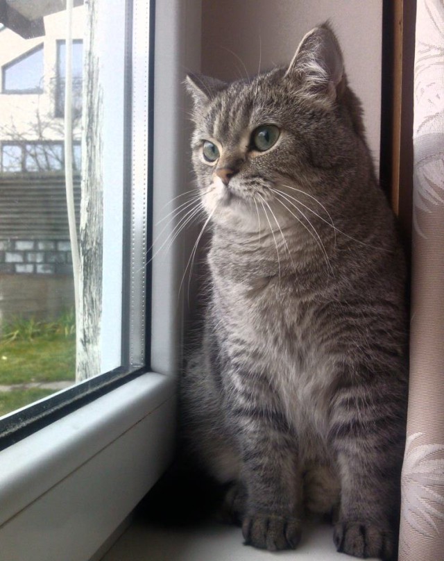 Котовторник 23.04.2013