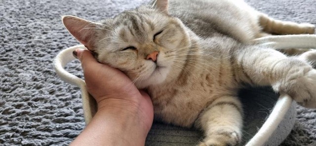 Каких людей кошки любят больше всего: 3 главные причины