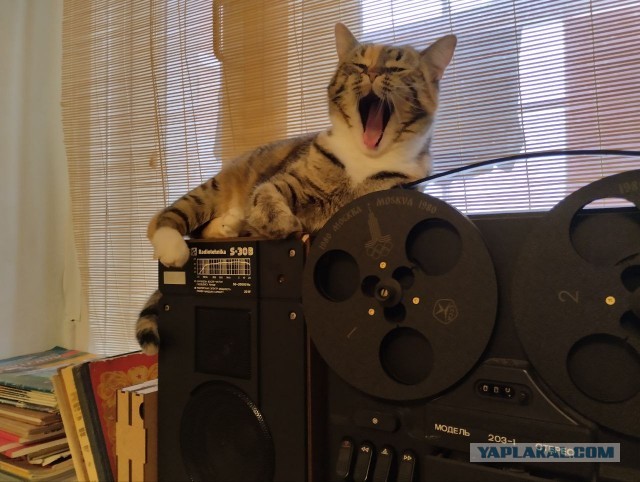 Откуда у котов курдюк и зачем он нужен?