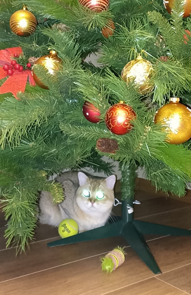 Новогодний кот