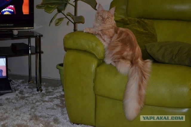 Котовторник  07.05.2013