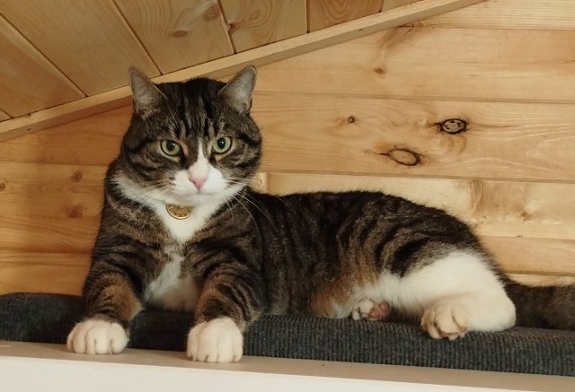 Котовторник, от мала до велика