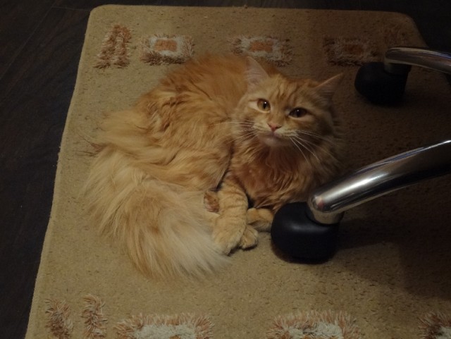 Котовторник 04.06.2013
