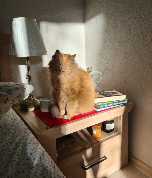 Кот достал орать.