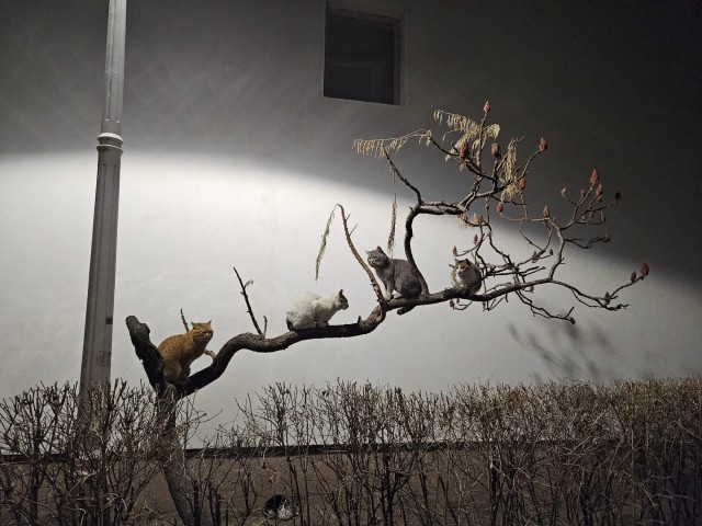 Кошачье дерево