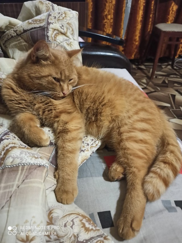Даже матерый котяра