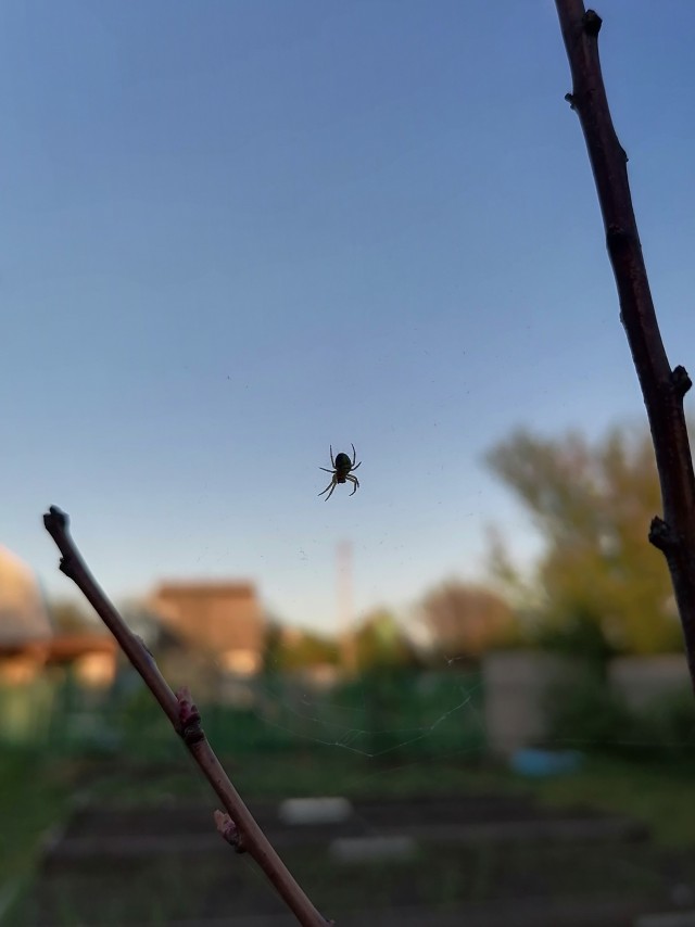 Пауки на нашей даче