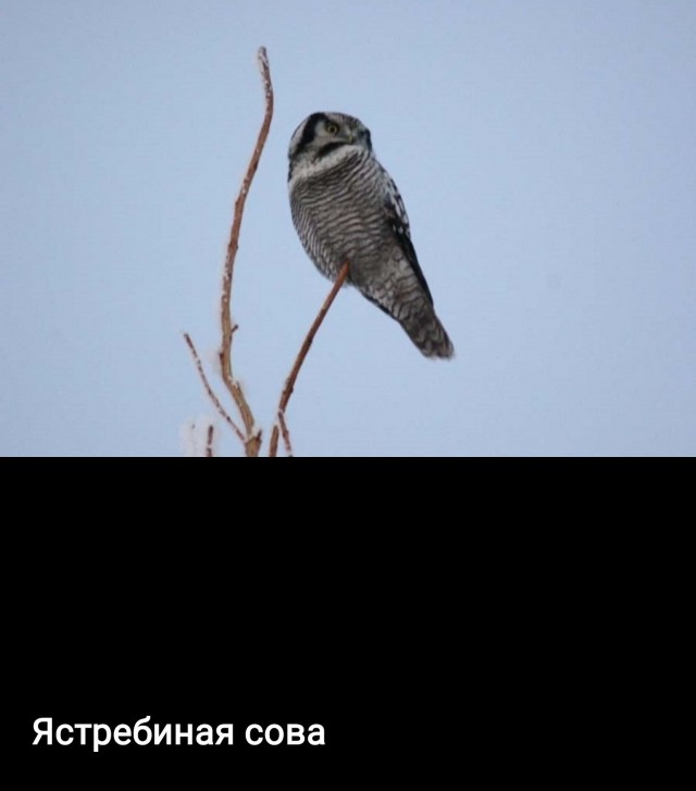 В России 16 февраля отмечают День совы