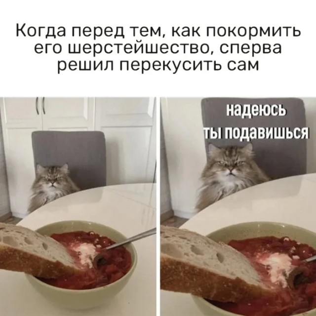 Кошки нас всё-таки любят — учёные разнесли главный миф о «холодных» питомцах