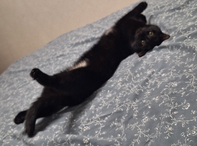 С котовторником))