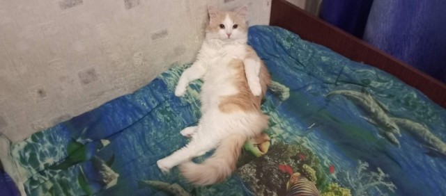 В котовторник, моя Джесси.