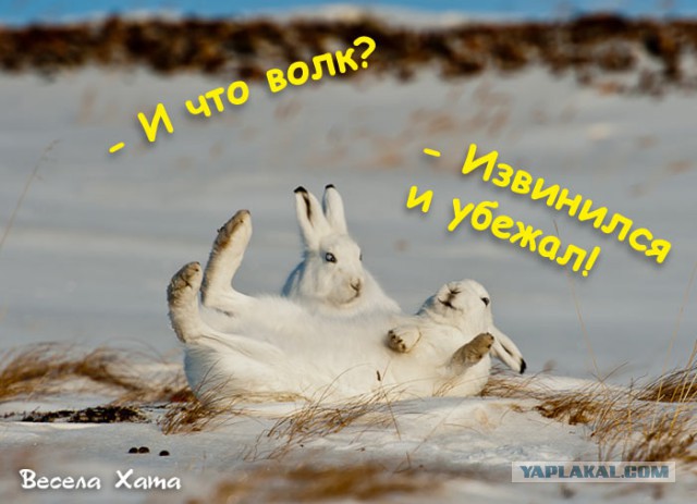 Правда про зайцев