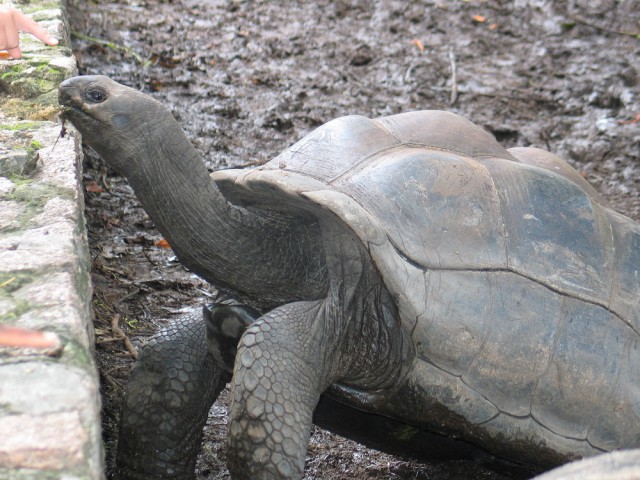 Как я съездил на Сейшелы