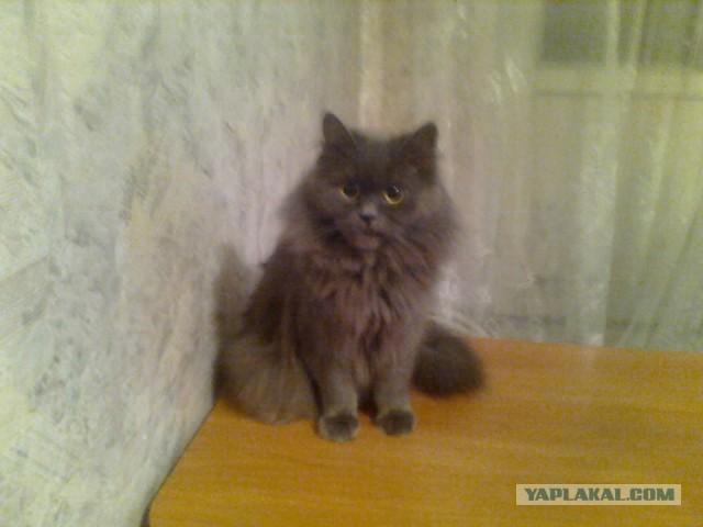 Котовторник  08.07.2014