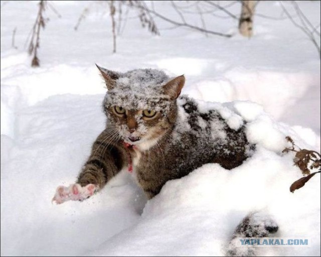 Зима - кошарки торжествуют!