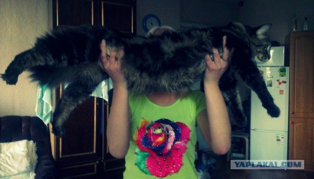 Котовторник  21.07.2015