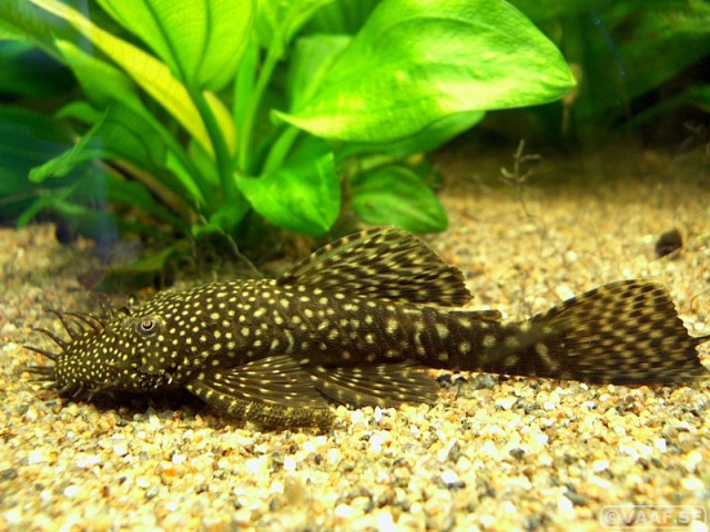 Рыбаки есть? Нужна помощь.
