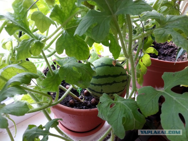 Как растут продукты