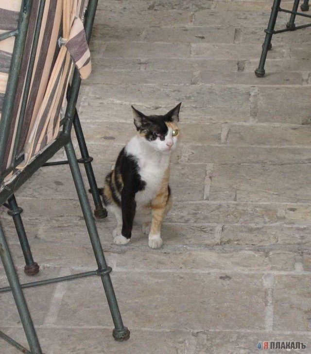Коты, кошки, котята