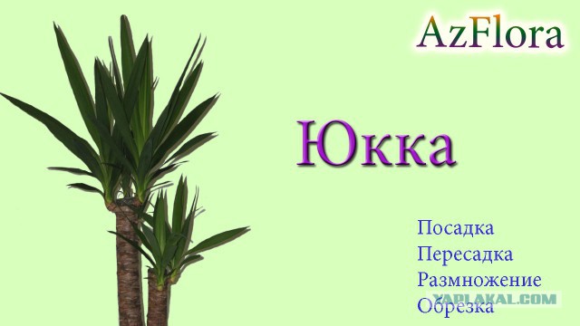 У меня грустные новости для соЯПовца. Слава Новиков тут есть?