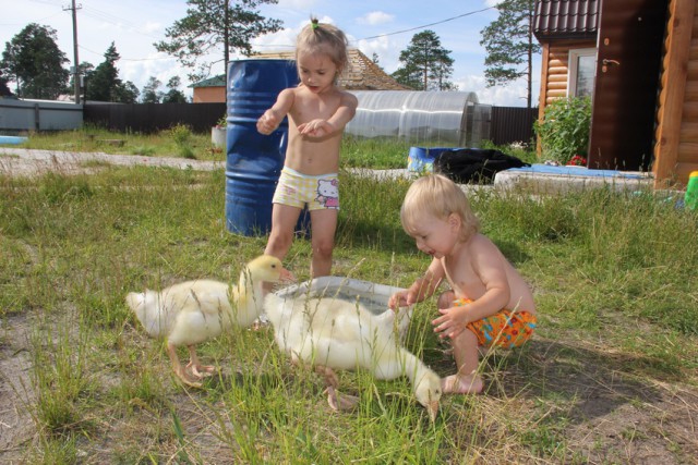 Съела друга