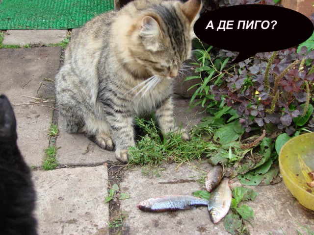 Коты, кошки, котята