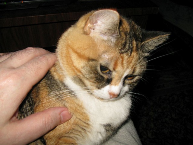 Восьмомартовский котовторник
