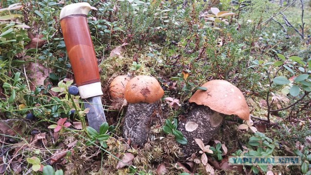 Отдыхайте на курортах Кольского полуострова