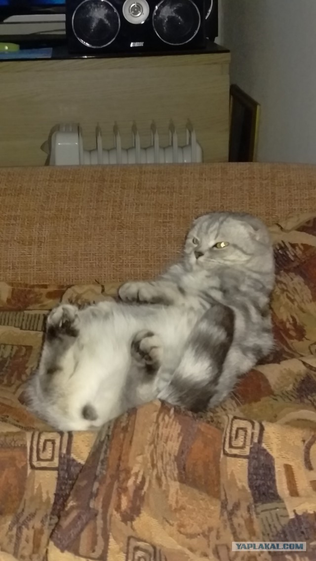 Котовторник 21.06.16
