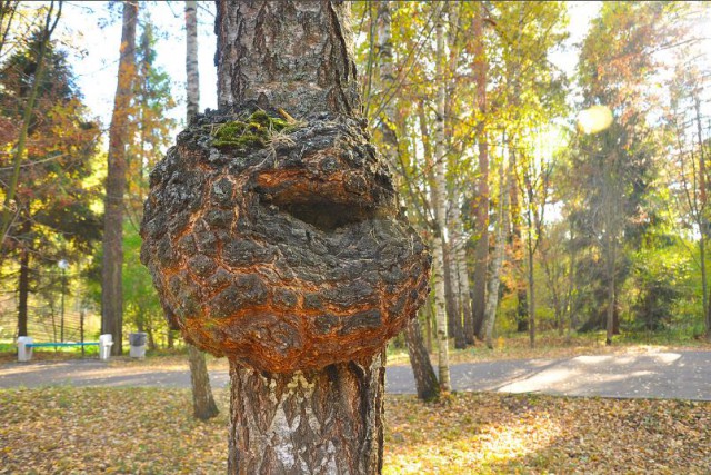 ЯП перепись, делитесь кто что (делает, увлечения, мастерит, рукожопит)