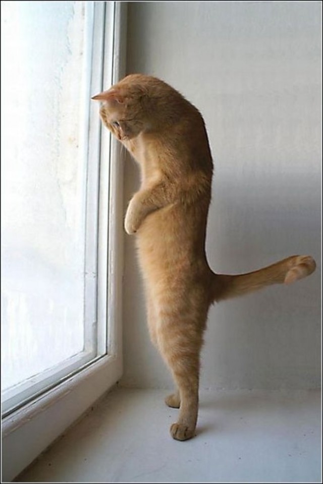 Коты из сети