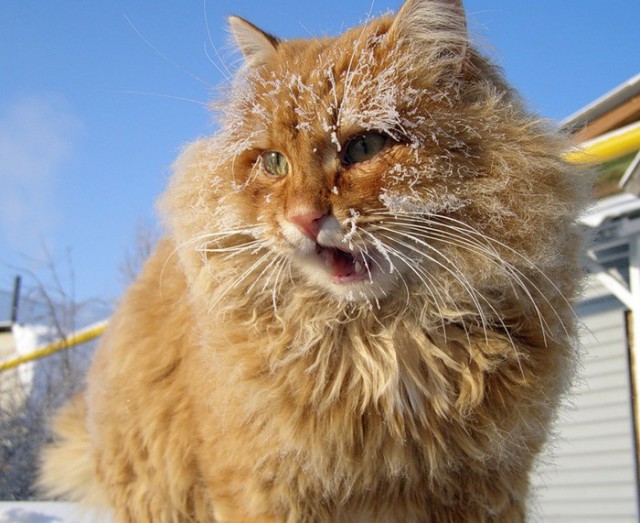 Коты из сети