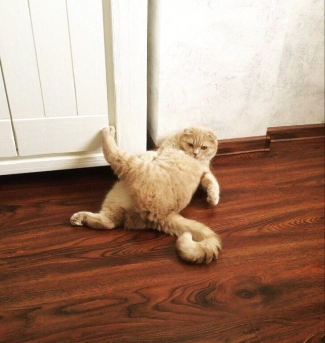 Коты из сети