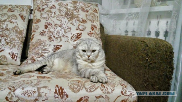 Хэппи нью Ира!