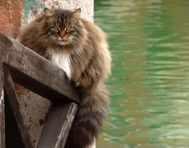Коты и Кошки