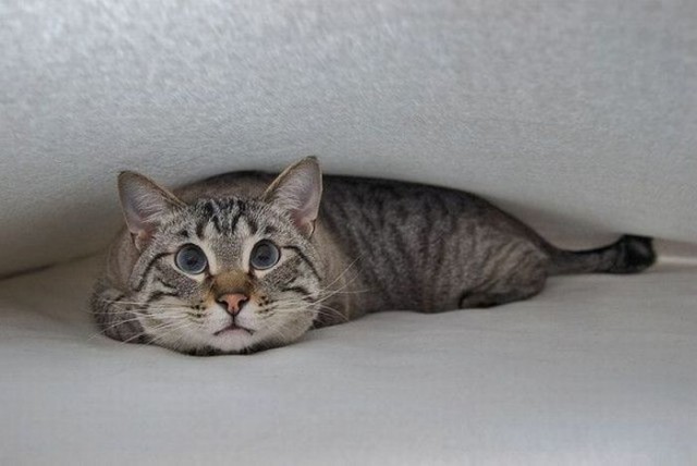 Коты и Кошки