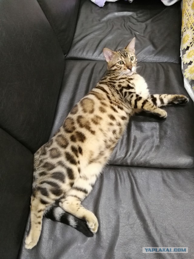 Осеннему котовторнику быть!