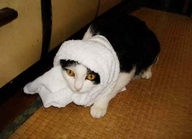 Коты и Кошки