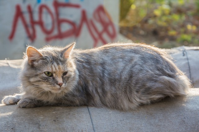 Коты и Кошки