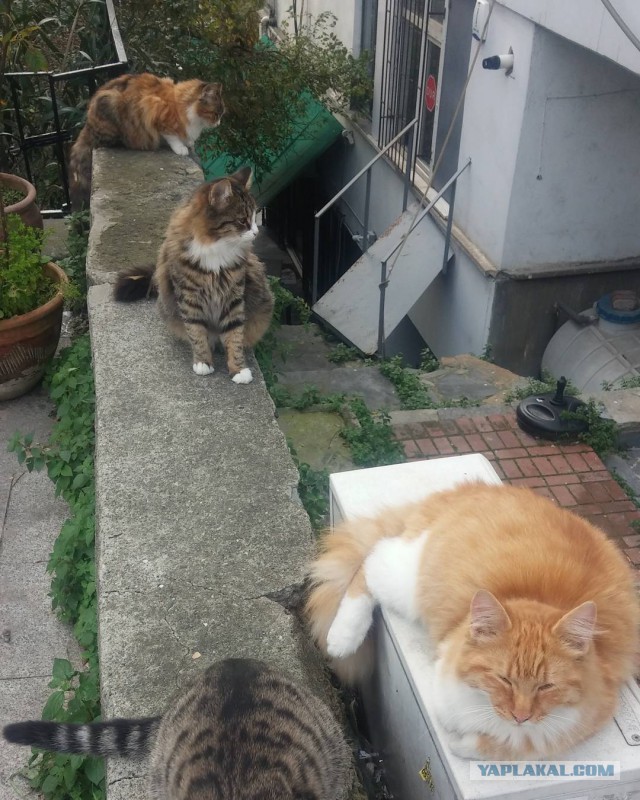 Котовторник  05.12.2017