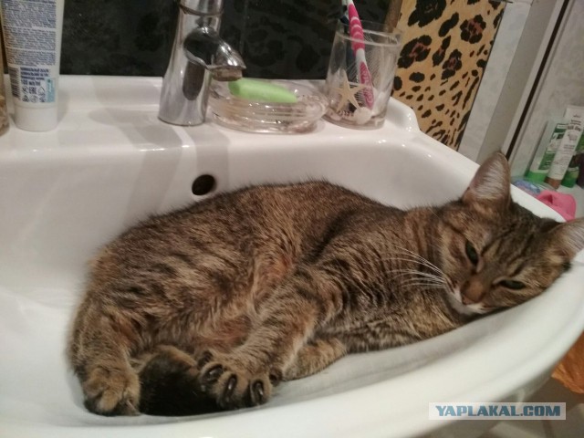 Котовторник  19.12.2017