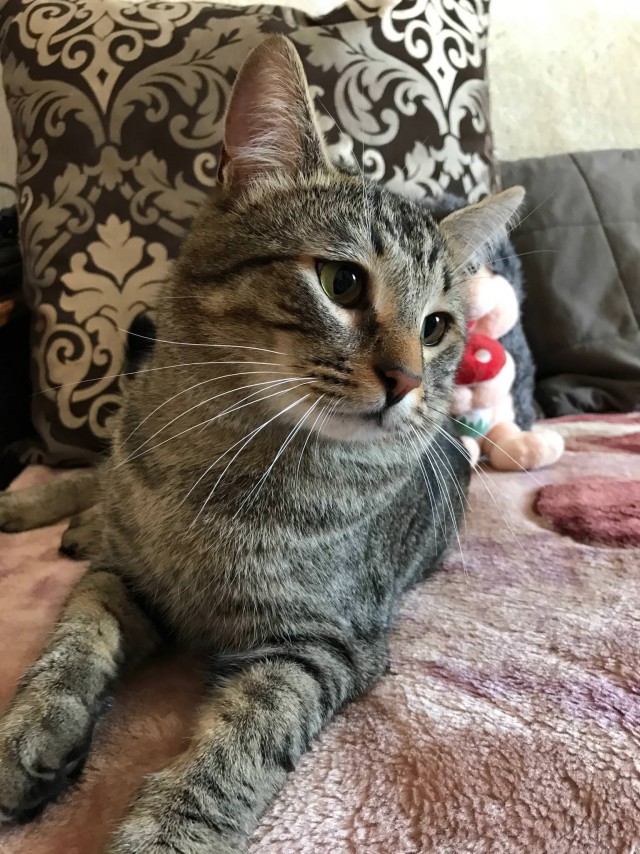 Коты и Кошки