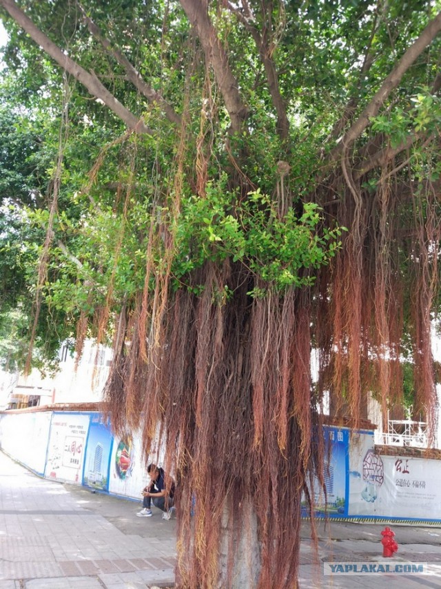 ХАЙНАНЬ. Записки путешественника. Часть первая.