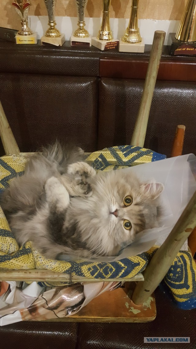 Котовторник 16.01.2018