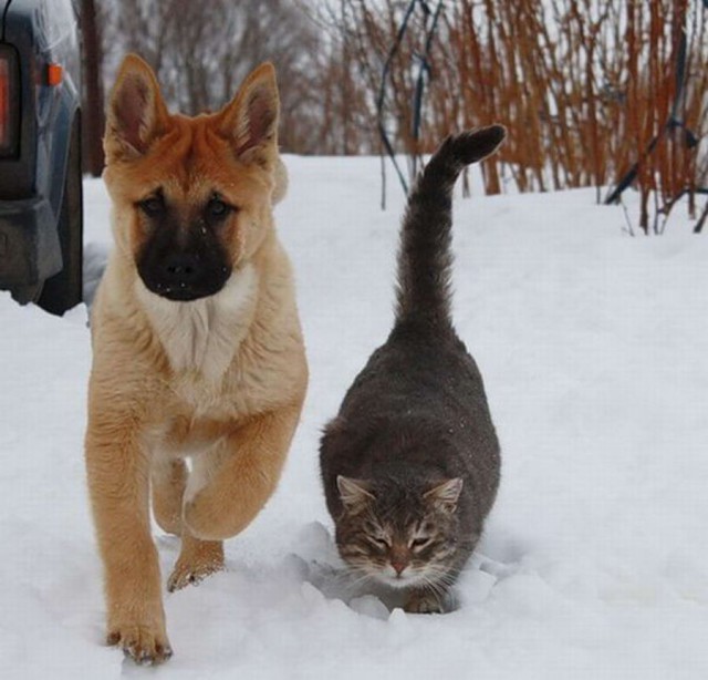 Живность из сети
