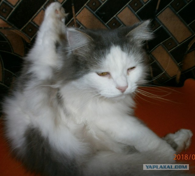 Котовторник 20.03.2018