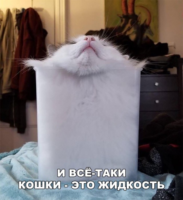 Подборка настоящих котов