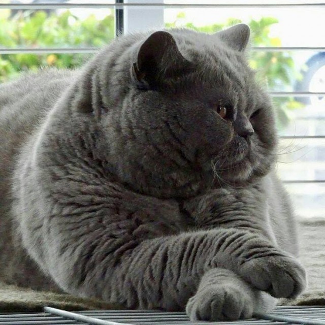 Котовторник 05.06.2018